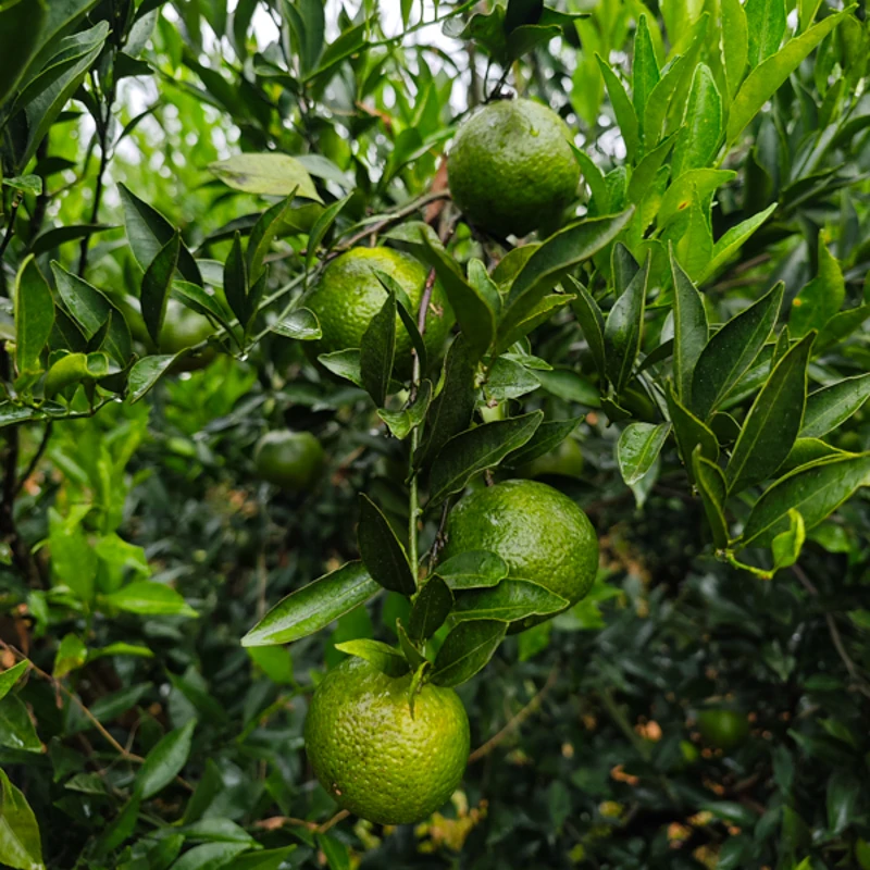 大青【牛比围】2025年东甲五代圈枝大青生晒新会陈皮
