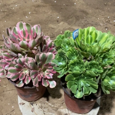 两颗法师一物一拍