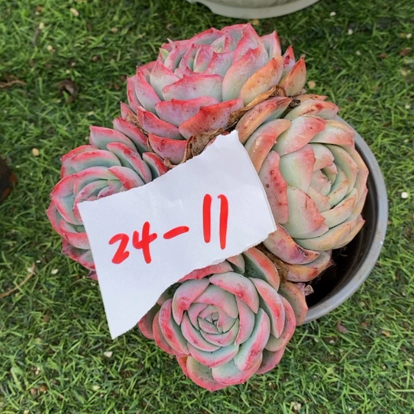 【闪购商品】回****香多肉植物