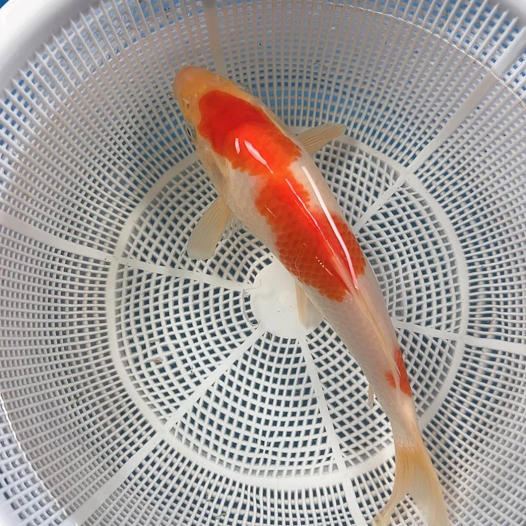 锦鲤鑫泓锦鲤养殖