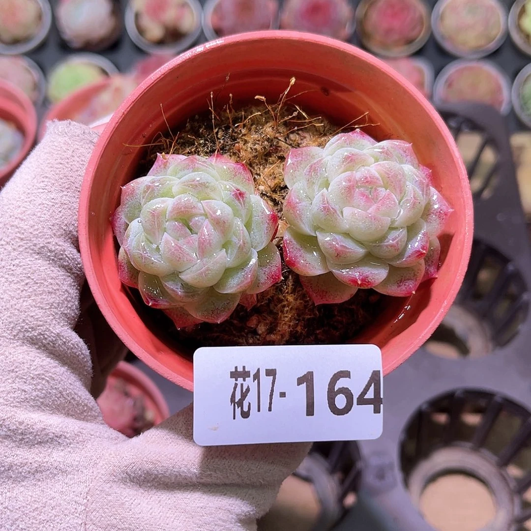 花利美17-164新品双头