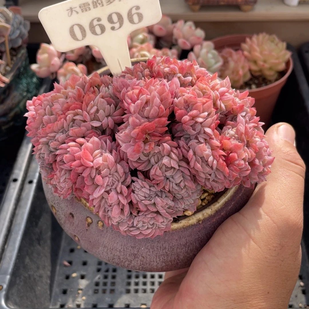 0696贝瑞缀不带盆12厘米