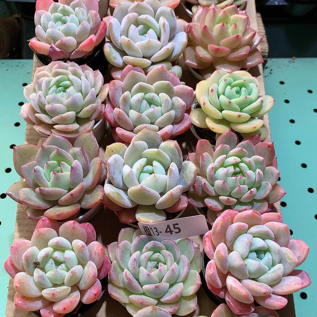 13-45一物一拍带盆18颗。