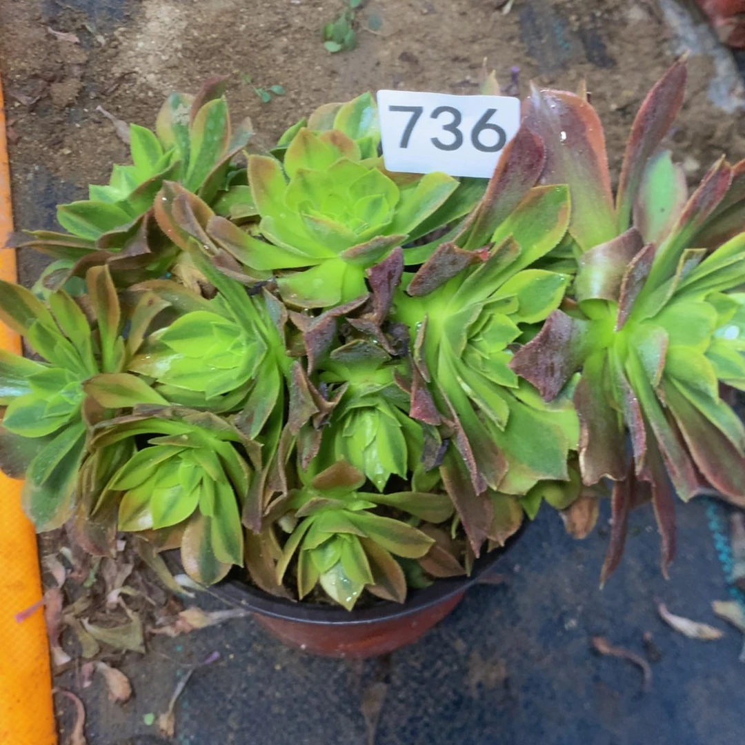 736青檬多肉植物