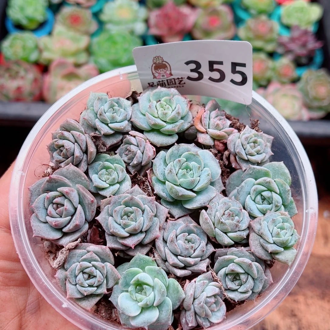 多肉植物多肉植物