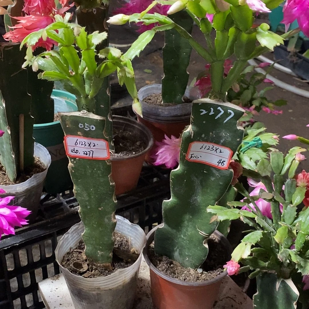 ℉***᭡无花朵6123×2（心）48