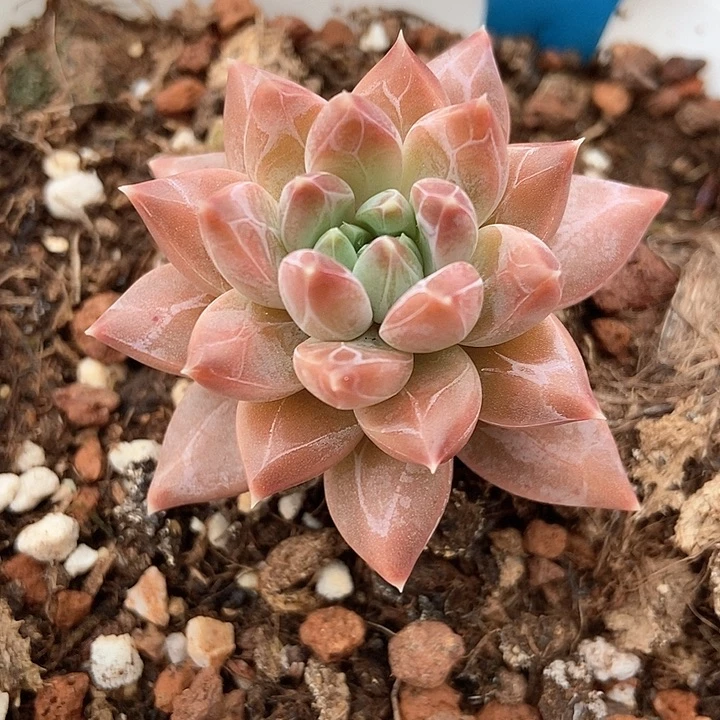 多肉植物7364多肉