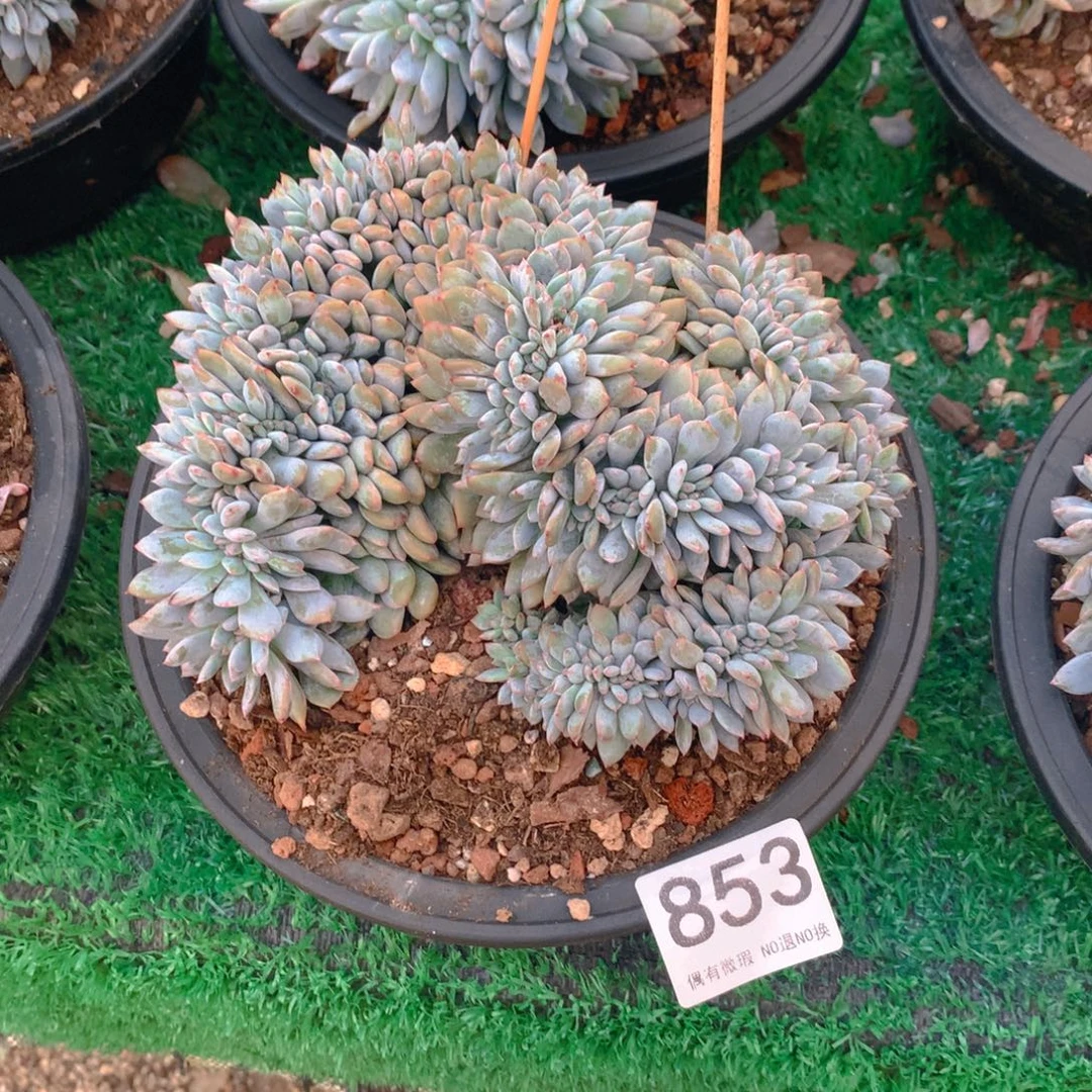 853橙子1111111111111