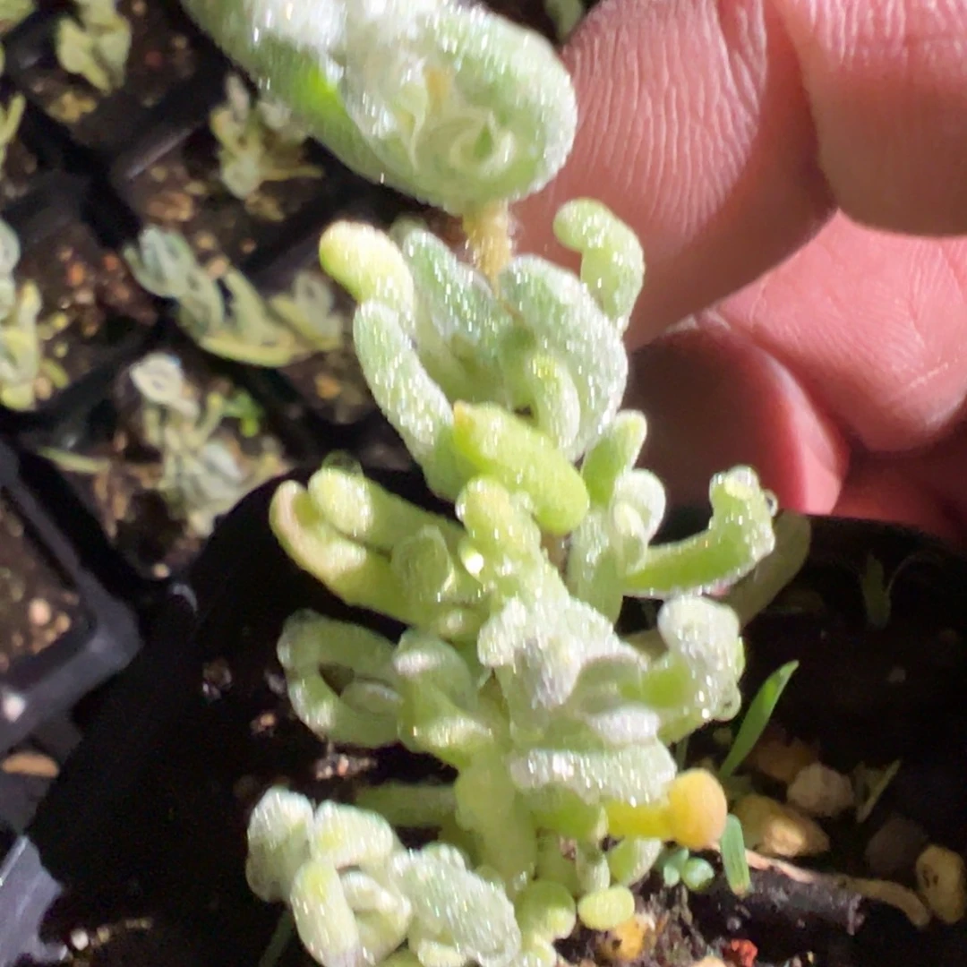 橙叶拉丝锦精品55杯