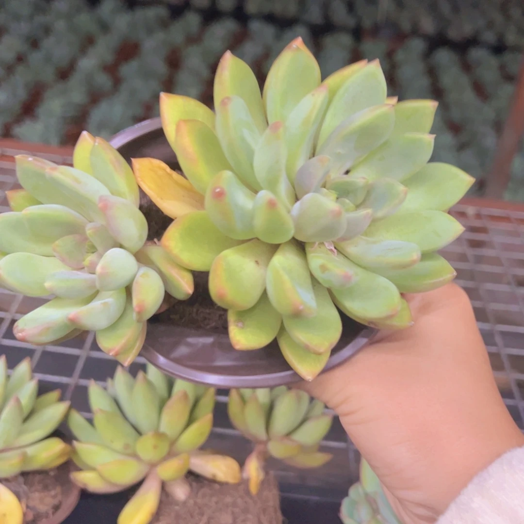 黄金象牙双头起发