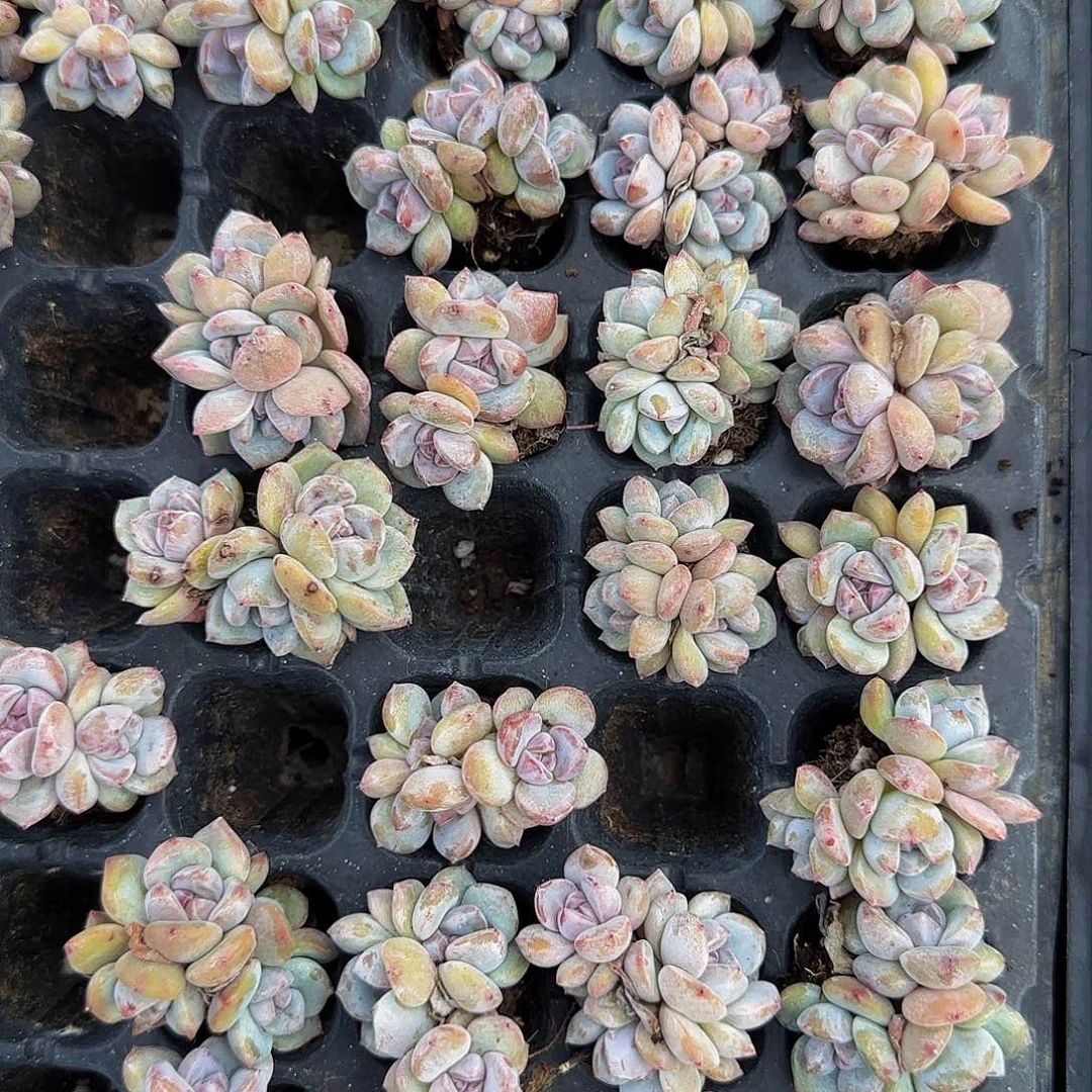 4颗一组三头小星影群端午福利