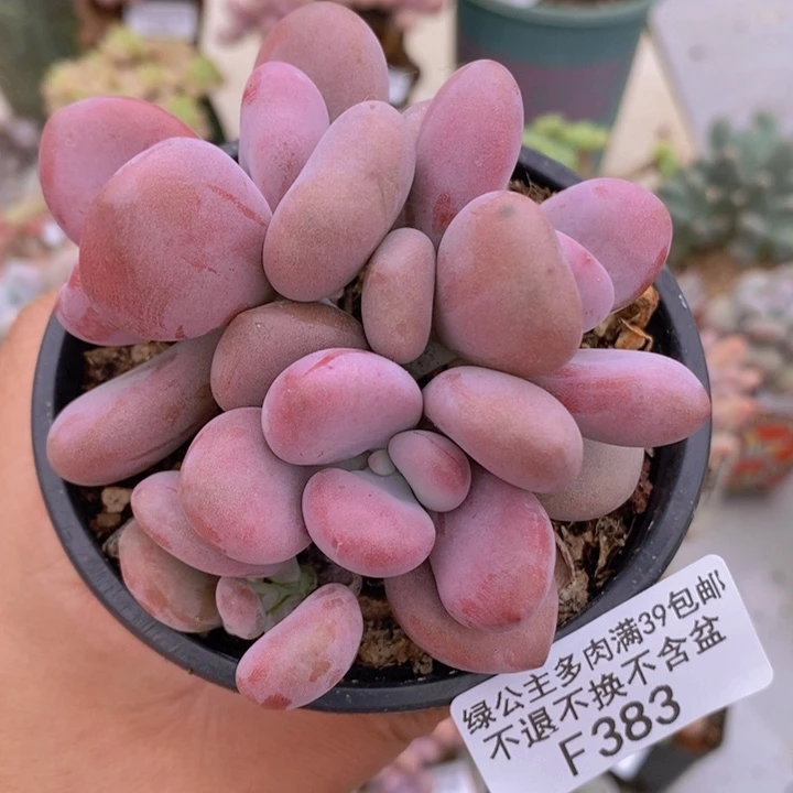 桃蛋8cm383多肉植物