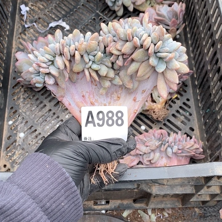 玲***m988 粉兔缀哇哇哇呀