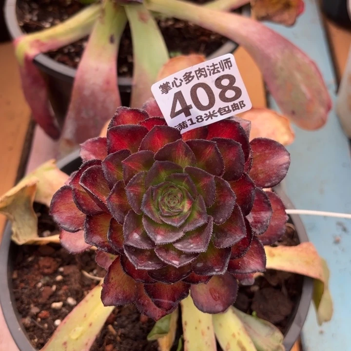 408海王七彩掌心多肉法师锦不包侧枝断枝