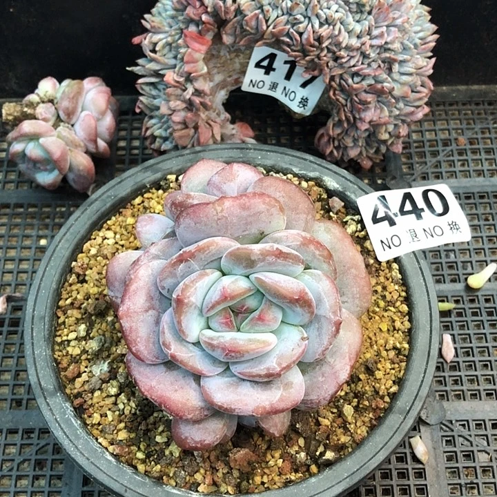 星影石榴籽福利出咯 440