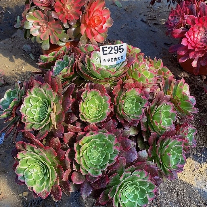 莲花多肉植物295