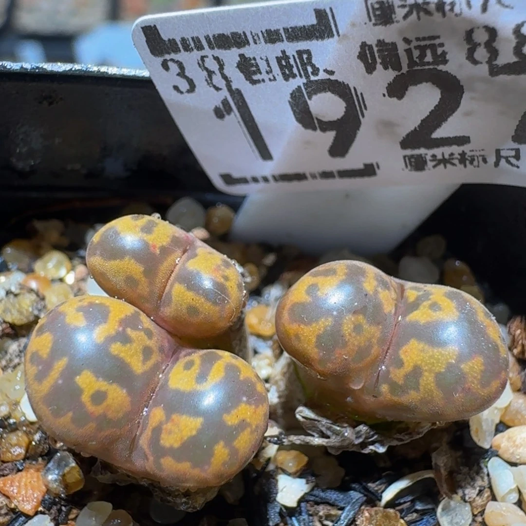 zzzz精品生石花肉锥1927