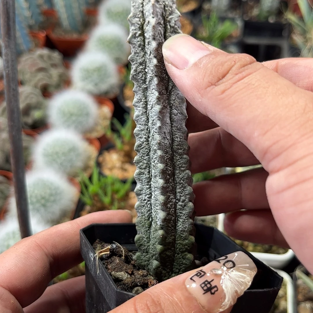 水泥柱单头发货单头