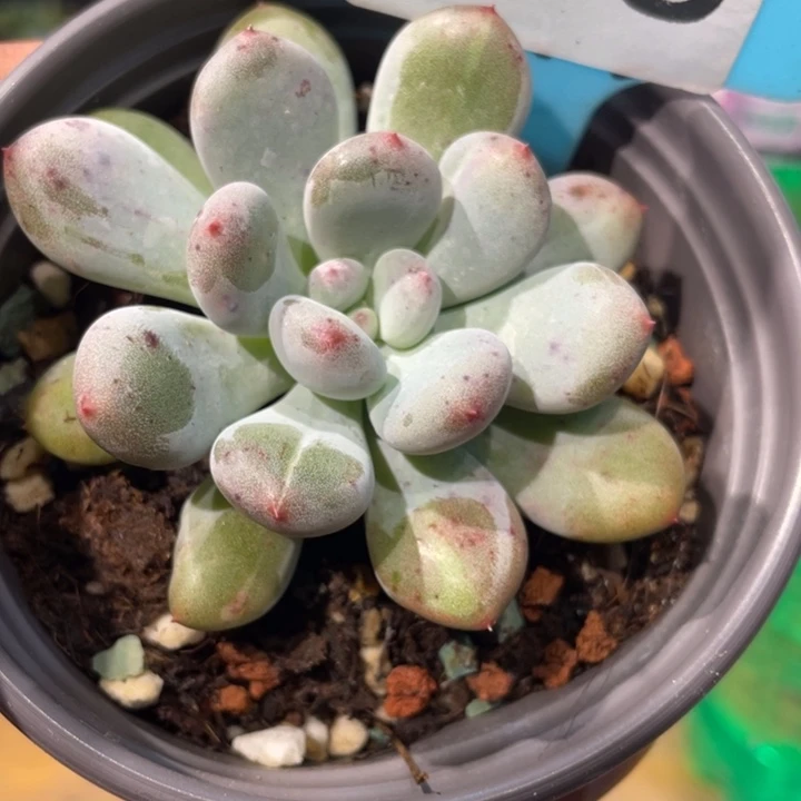 香香雪杂雨宝锦408号的啊多肉啊