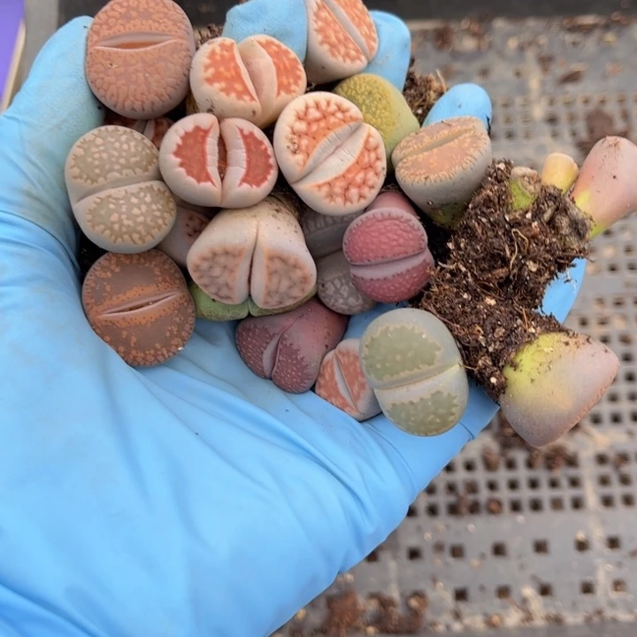 二十颗88888888888888