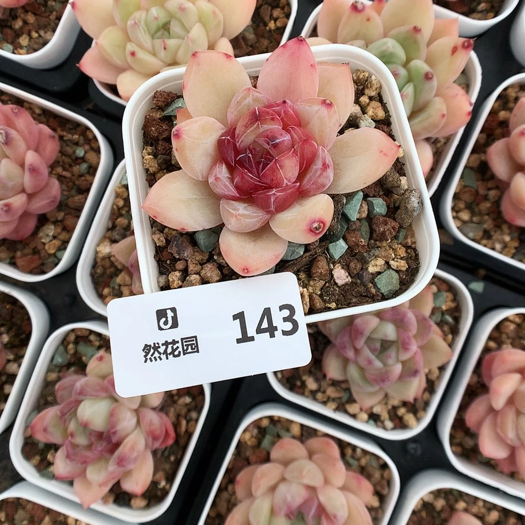 143珍妮66666多肉