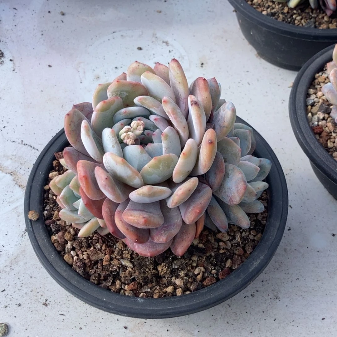 4.81梦露三头起随机发货一棵