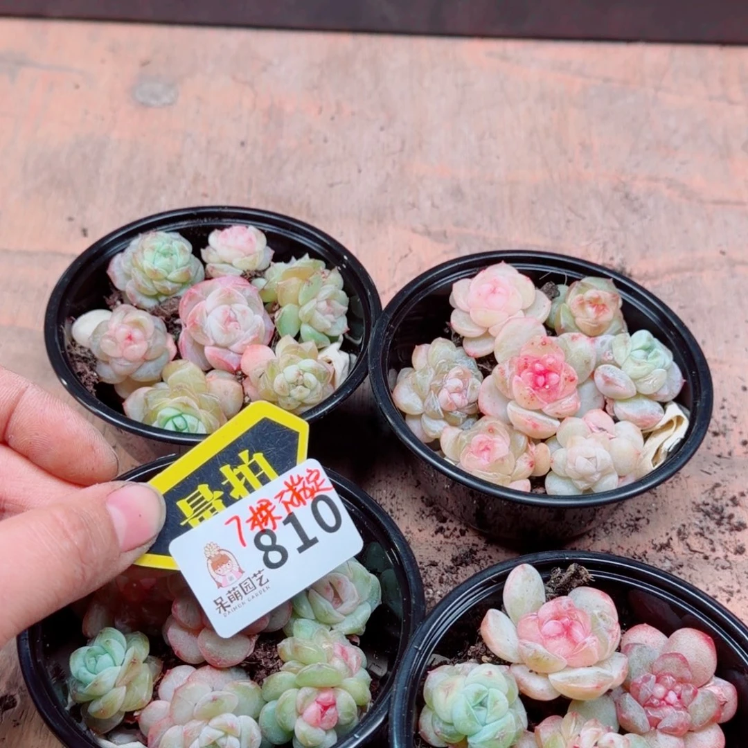 多肉植物多肉植物