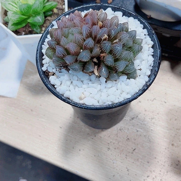 实生雨露新手好养
