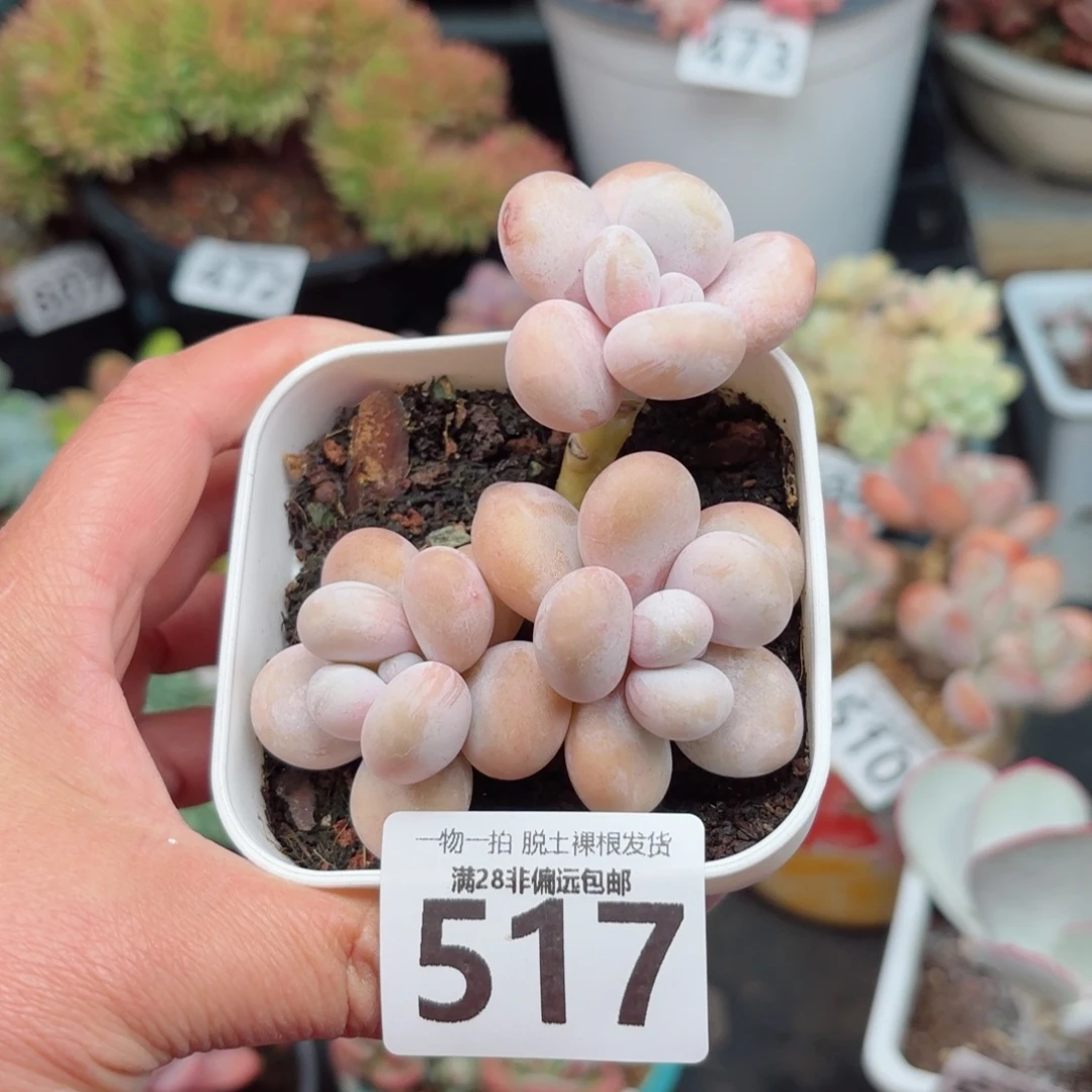 蛋黄奶无盆土发货