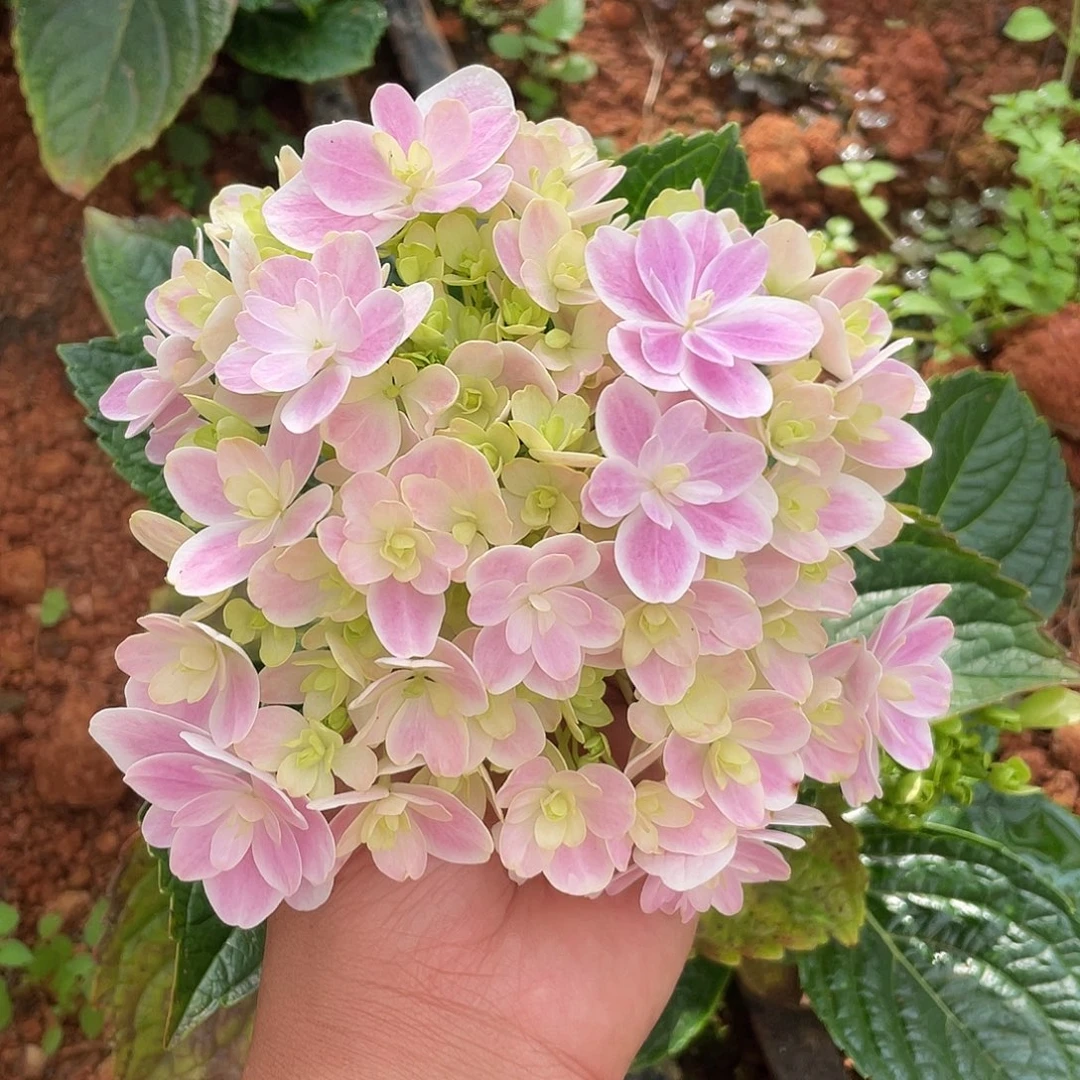 绣球切花一物一拍3枝起包邮，197