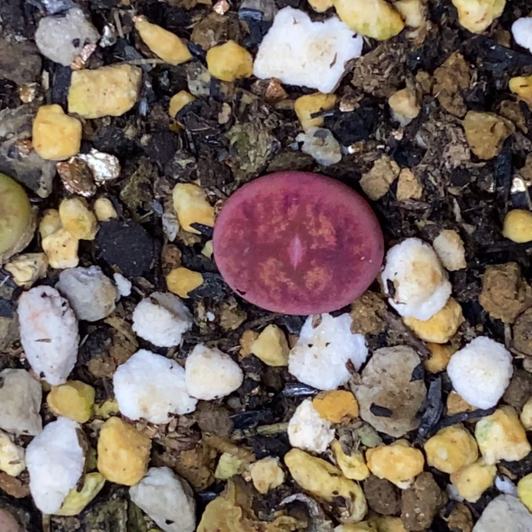 7140。18包邮.当天凑哦。新疆西藏88包邮