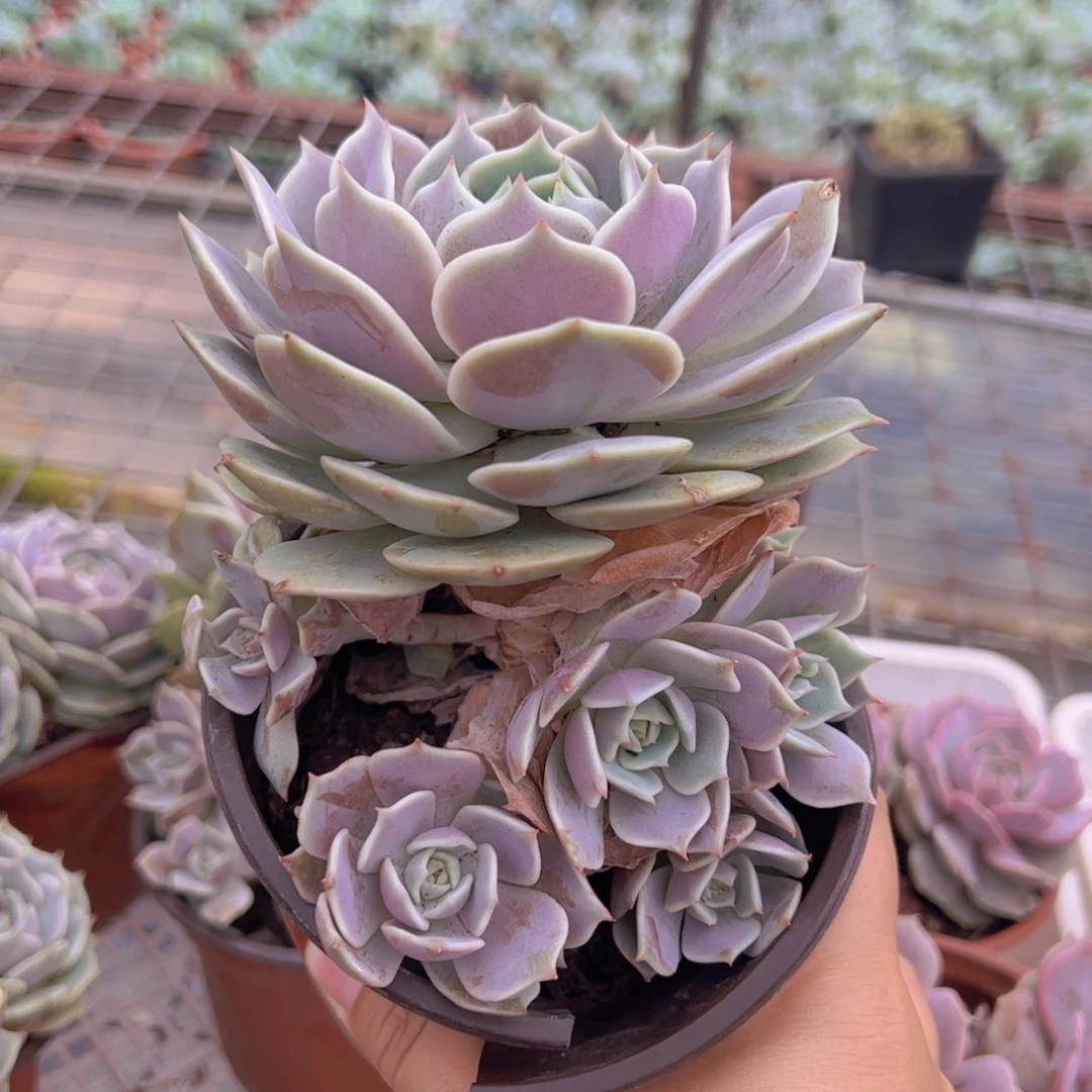 露娜莲大单头带仔，120杯