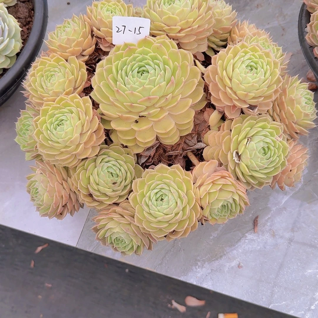 彼***岸2715安斯洛多肉植物