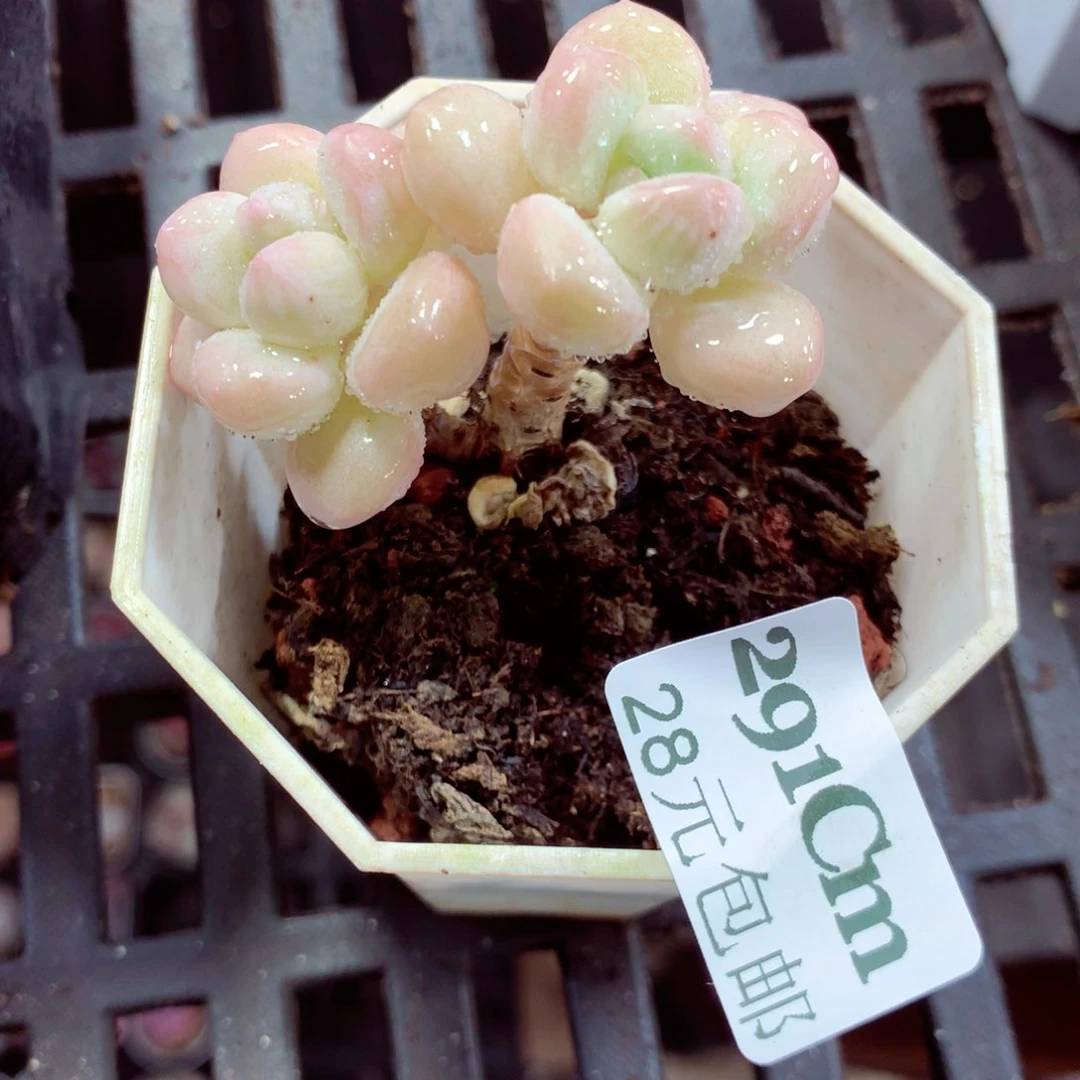 5厘米盆精控多肉291