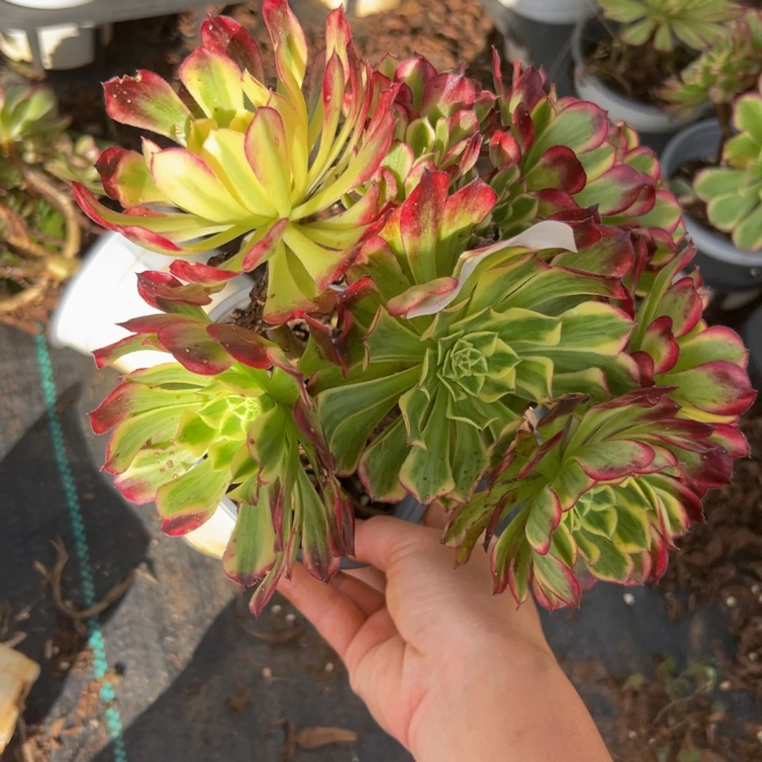 多肉植物220天和的