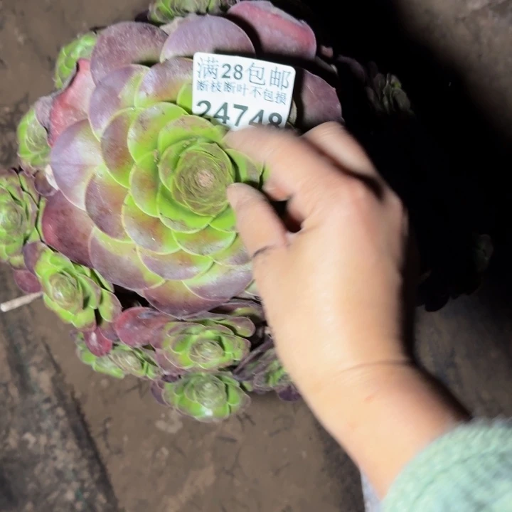 随***安24748魅金玫瑰多肉