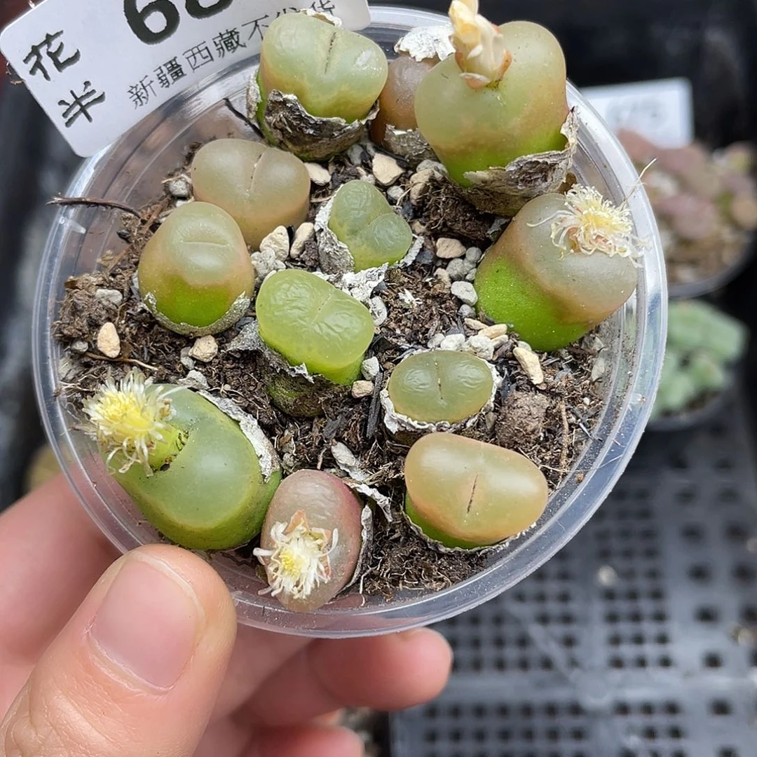 688000000花花花花花花花花