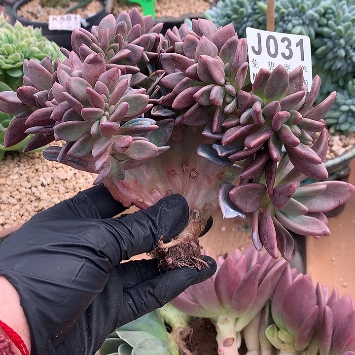 桃花源缀化 璐璐多肉