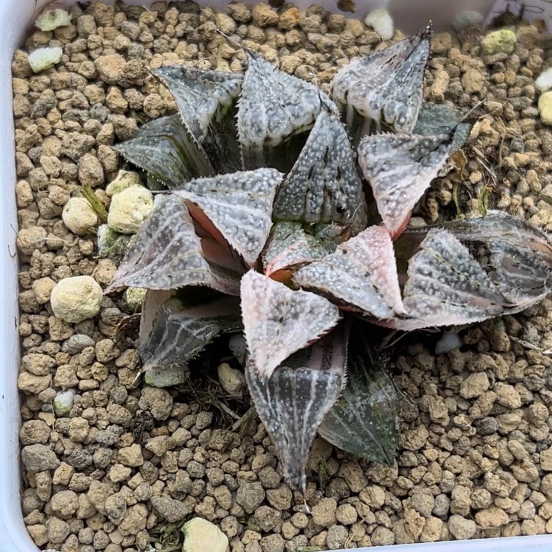 76雪景色锦福利专场