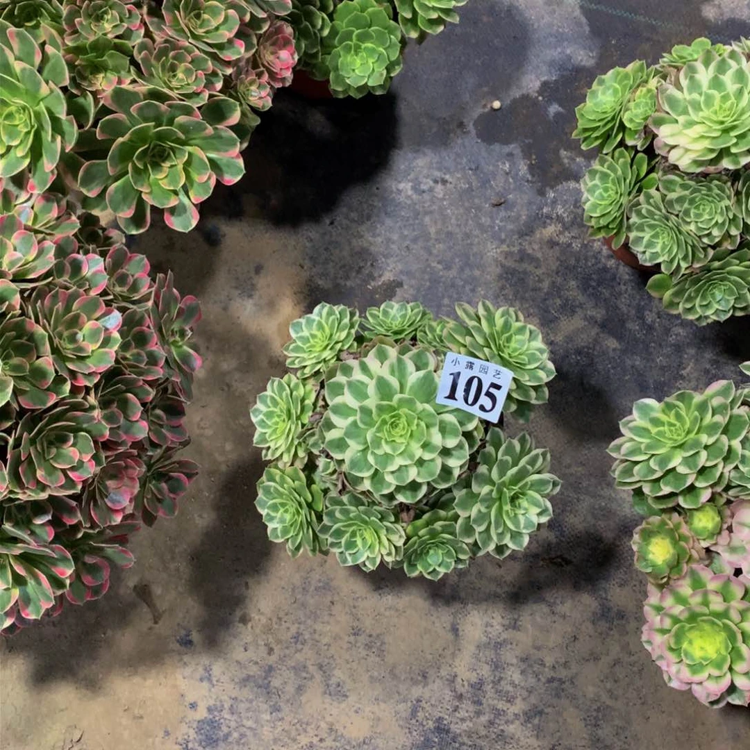 风**人多肉植物105种8888887
