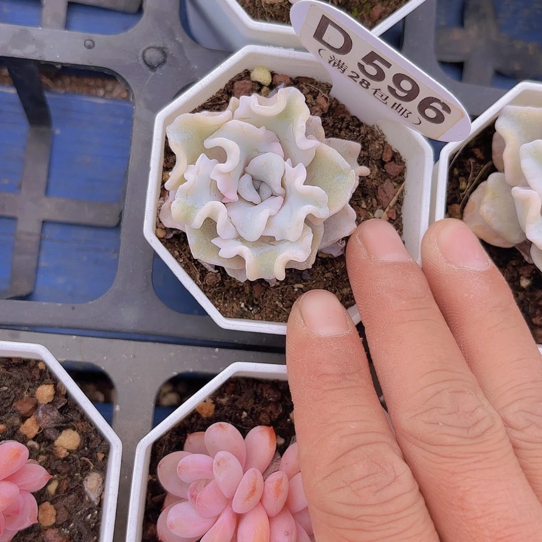 D596饺子皮一物一拍