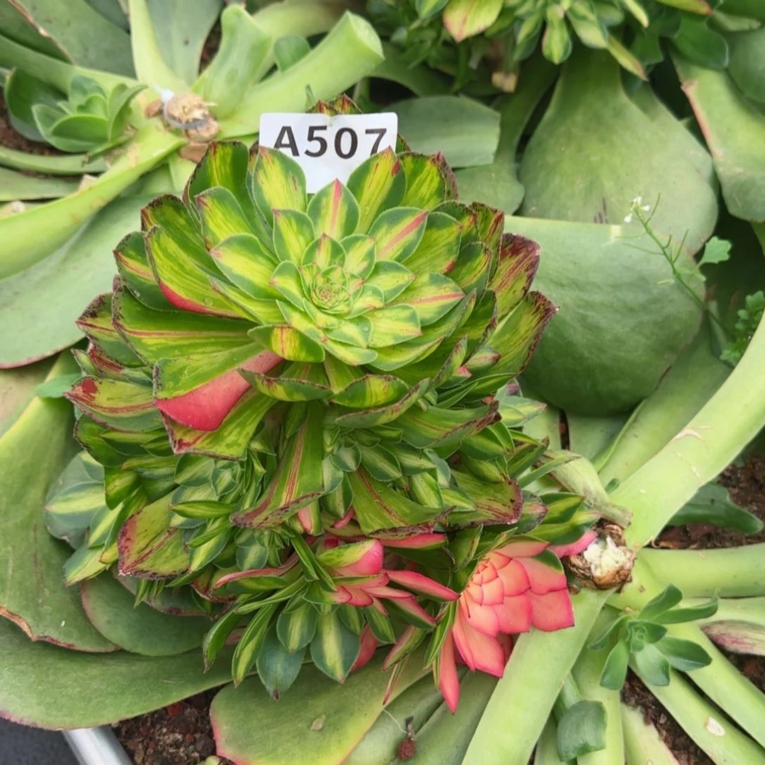 @****雅507知否春节福利