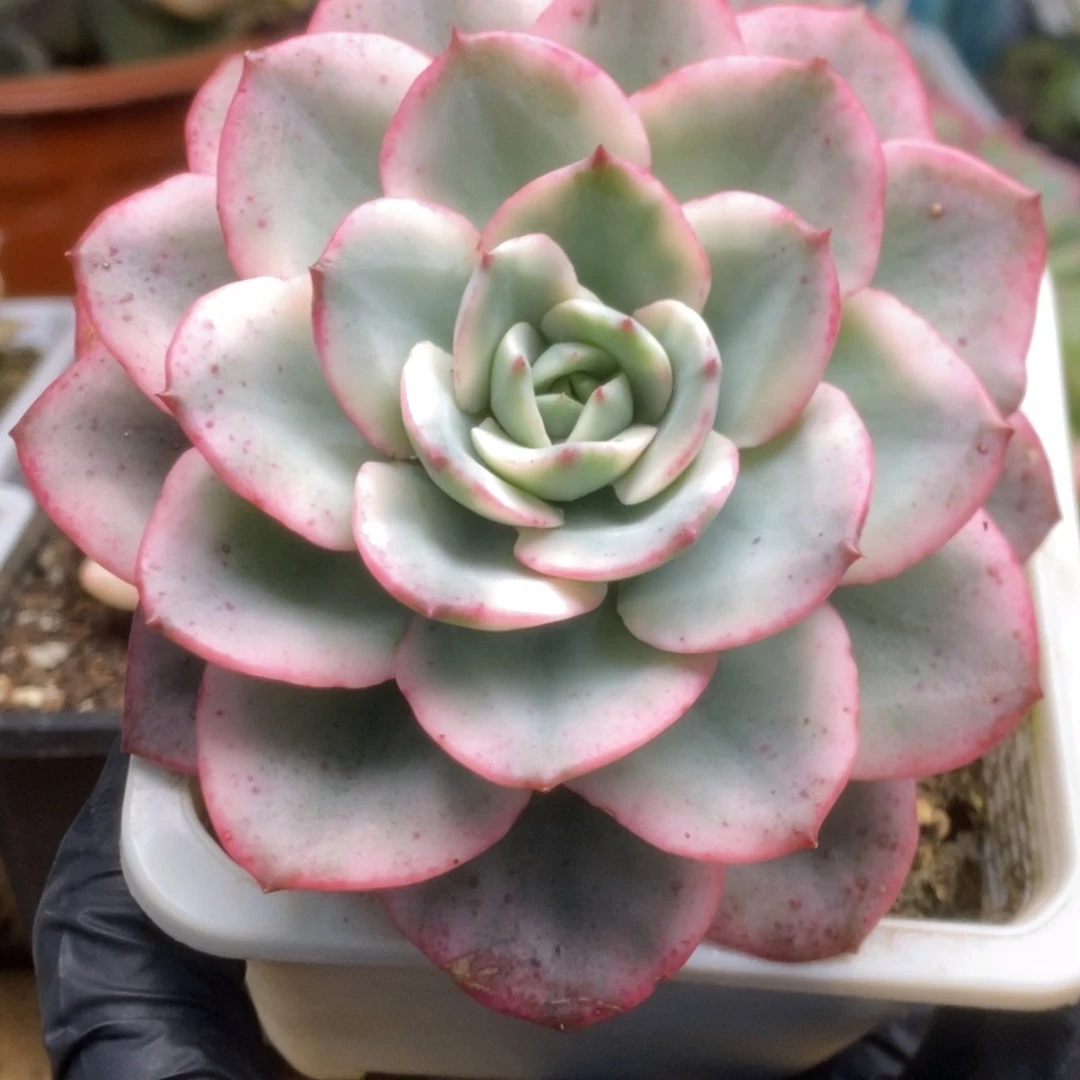 725奶油黄桃锦锦锦锦锦锦