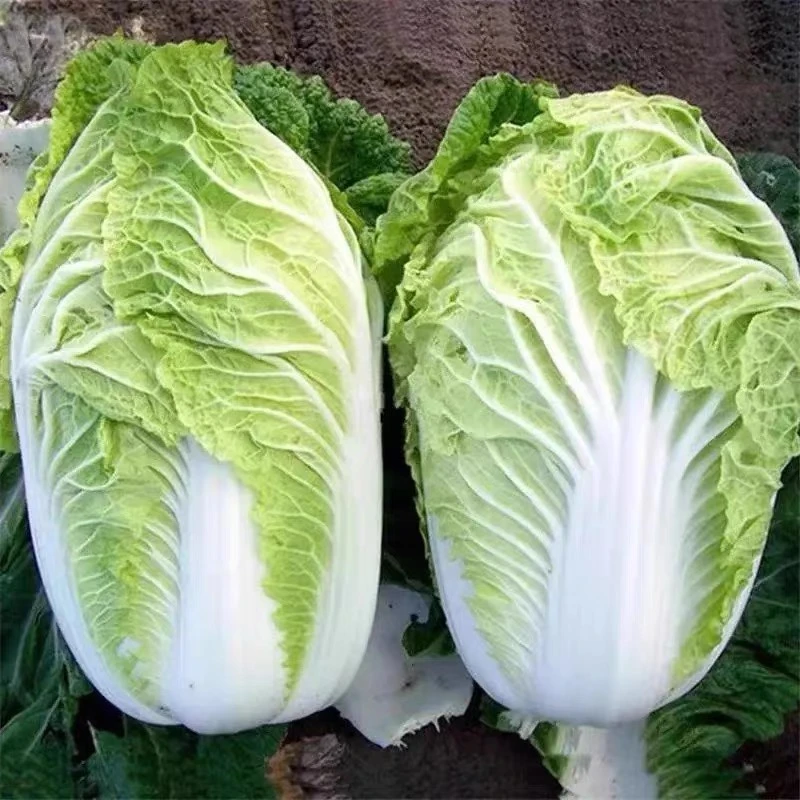 农家大白菜4.5-5斤包邮