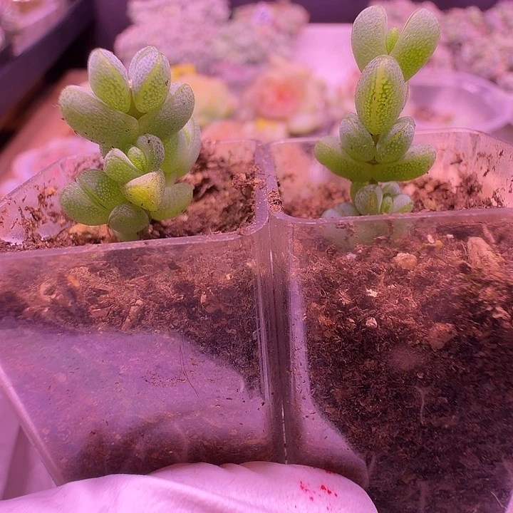 ～***～元宝枝干2颗一起带盆土发货