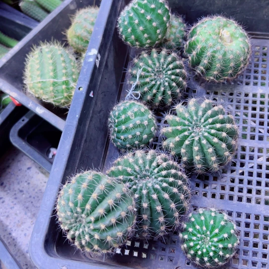 下8无名彩草歪无根侧芽4公分左右20包邮