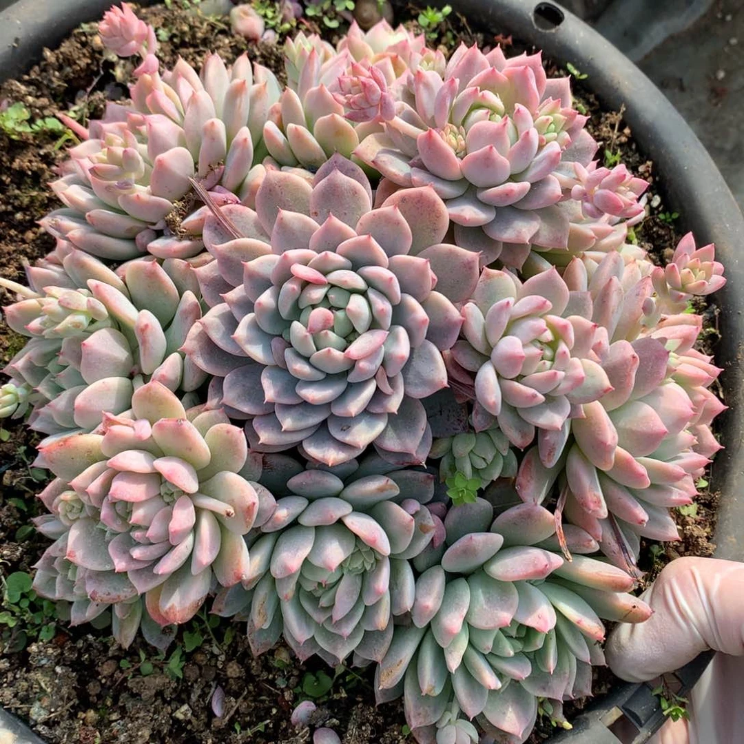 粉曼不包整散一物一拍