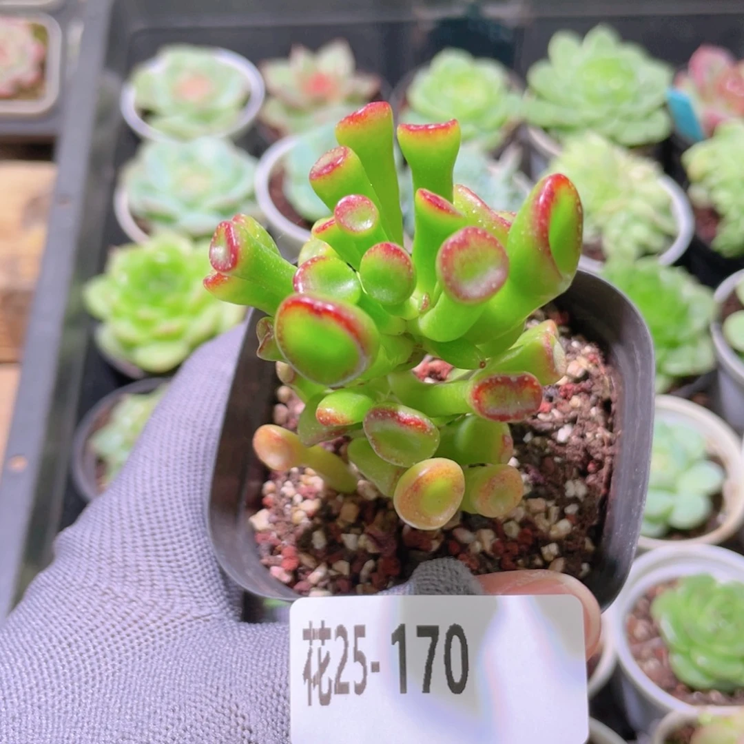 花利美25-170吸财树