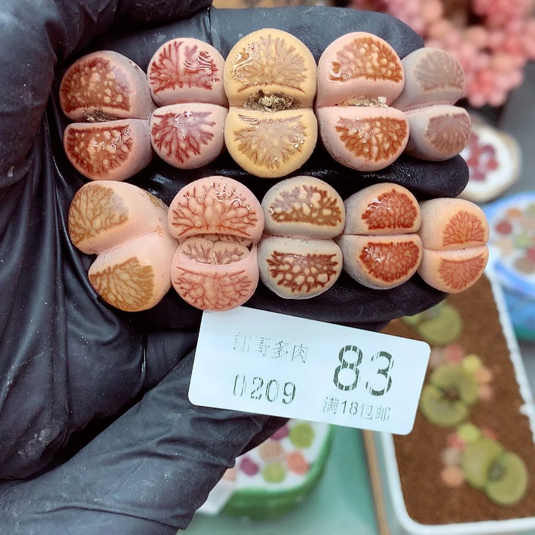 郎哥多肉生石花9-83