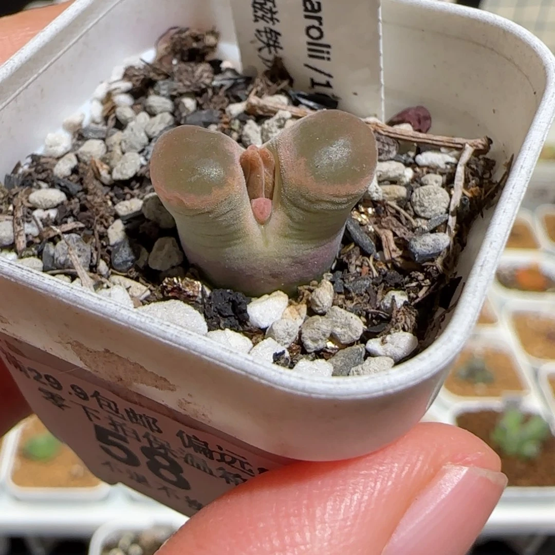 z****肉锥多肉植物组合-58